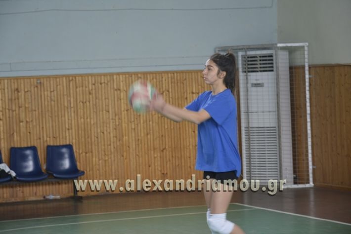 volley _1ogel-kassandra122